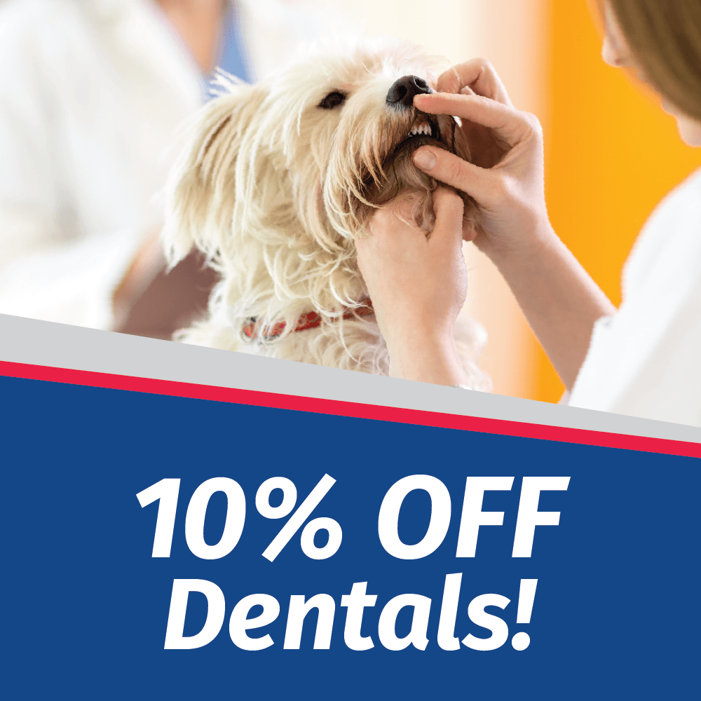 10% Off Your Pet's Dental in September