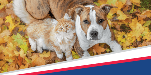 Gobble Up These Thanksgiving Pet Safety Tips!