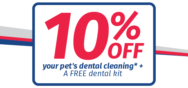 Save 10% on your pet's dental in February - Bell Veterinary Hospital